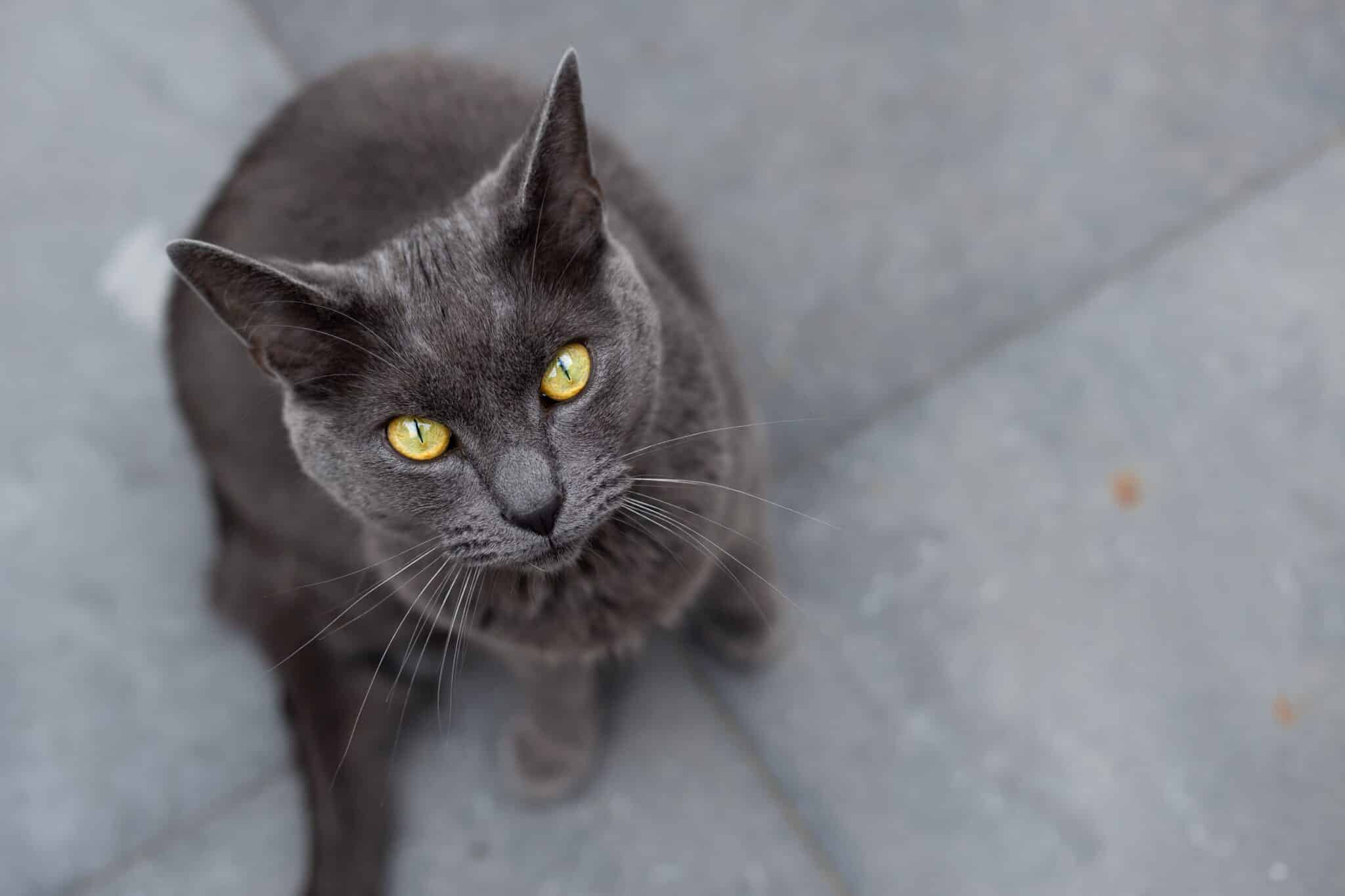 A blue-gray Chartreux cat with copper-colored eyes sitting calmly beside their person on a cushioned chair.