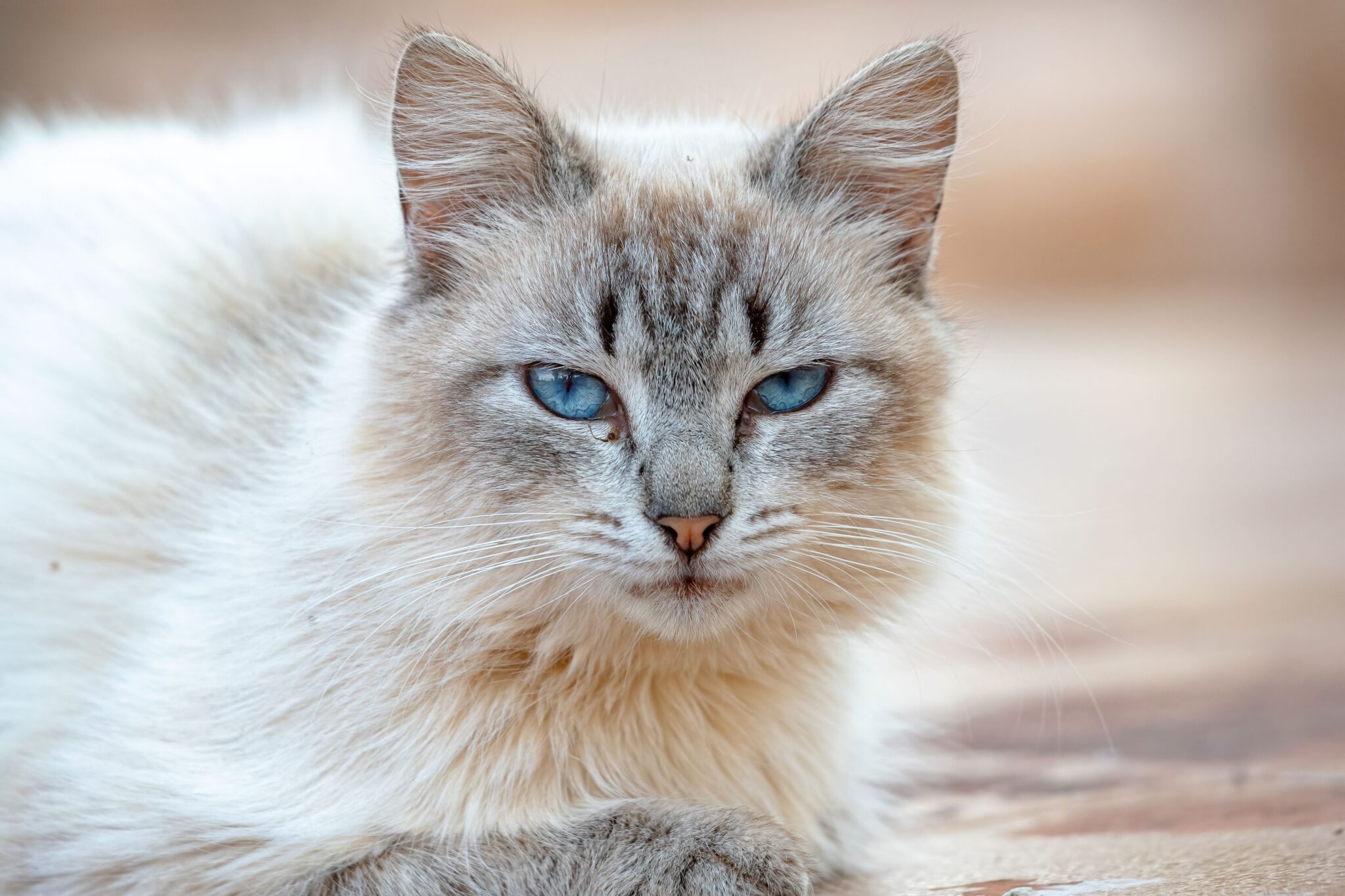 A Birman cat with blue eyes, a creamy coat, dark points, and distinctive white paws sitting on a cushioned chair.