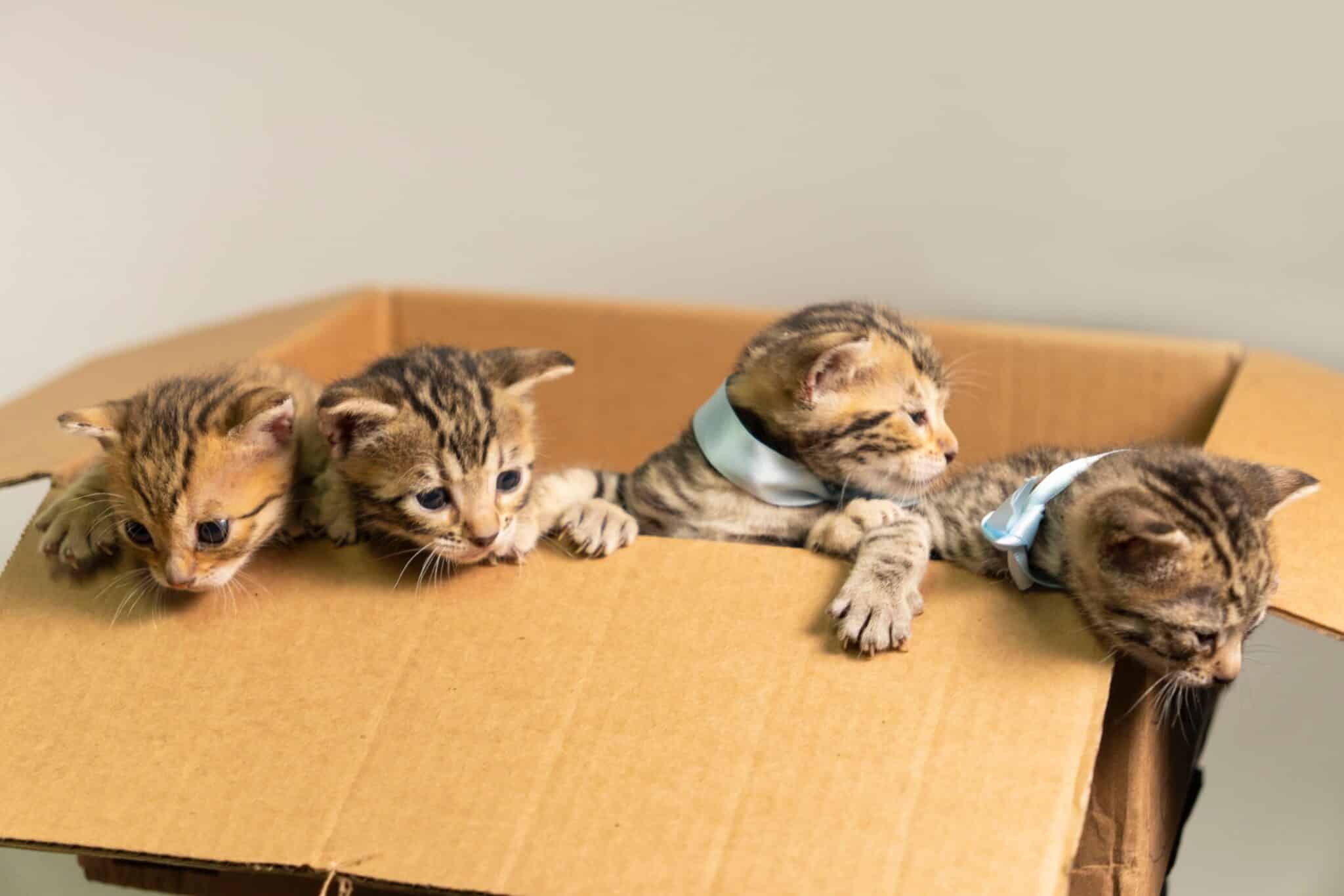 A curious cats peeking out of a cardboard box with its paws resting over the edge, ready to explore its new cozy hideaway.
