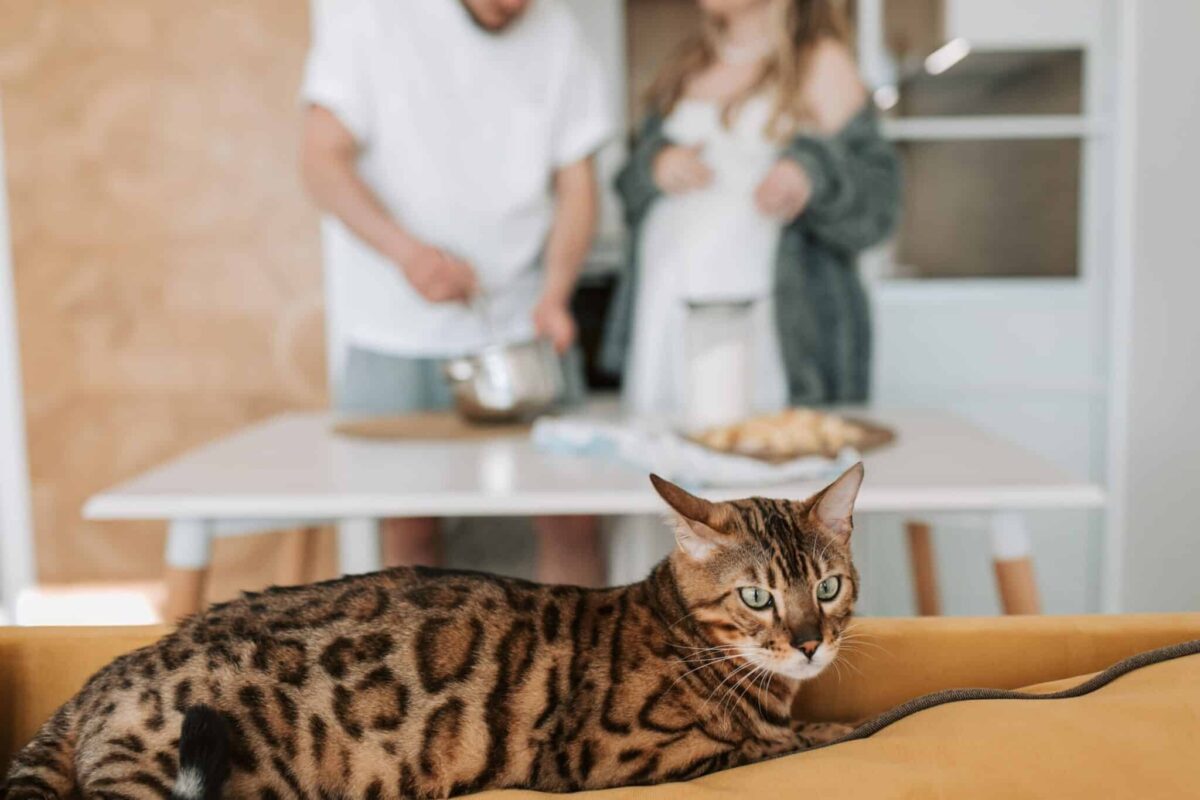 A tabby cat sitting expectantly near a kitchen as their person prepares an evening meal.
