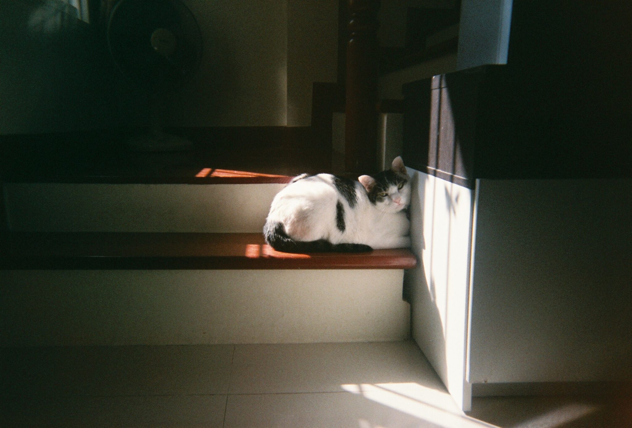 A cream-colored cat curled into a ball on a sunny cushion.