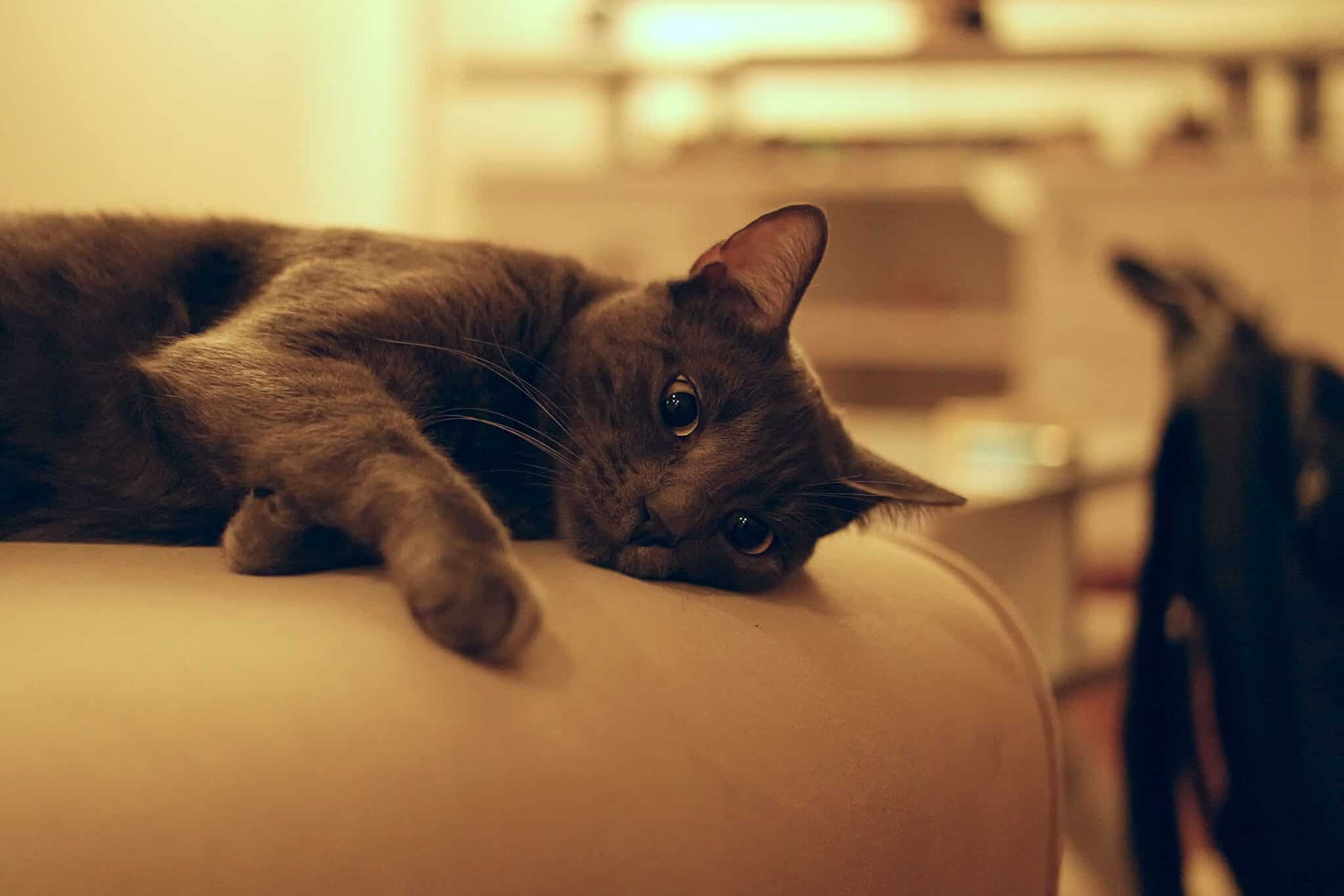 A black-and-white cat resting in a peaceful room away from a Halloween party.