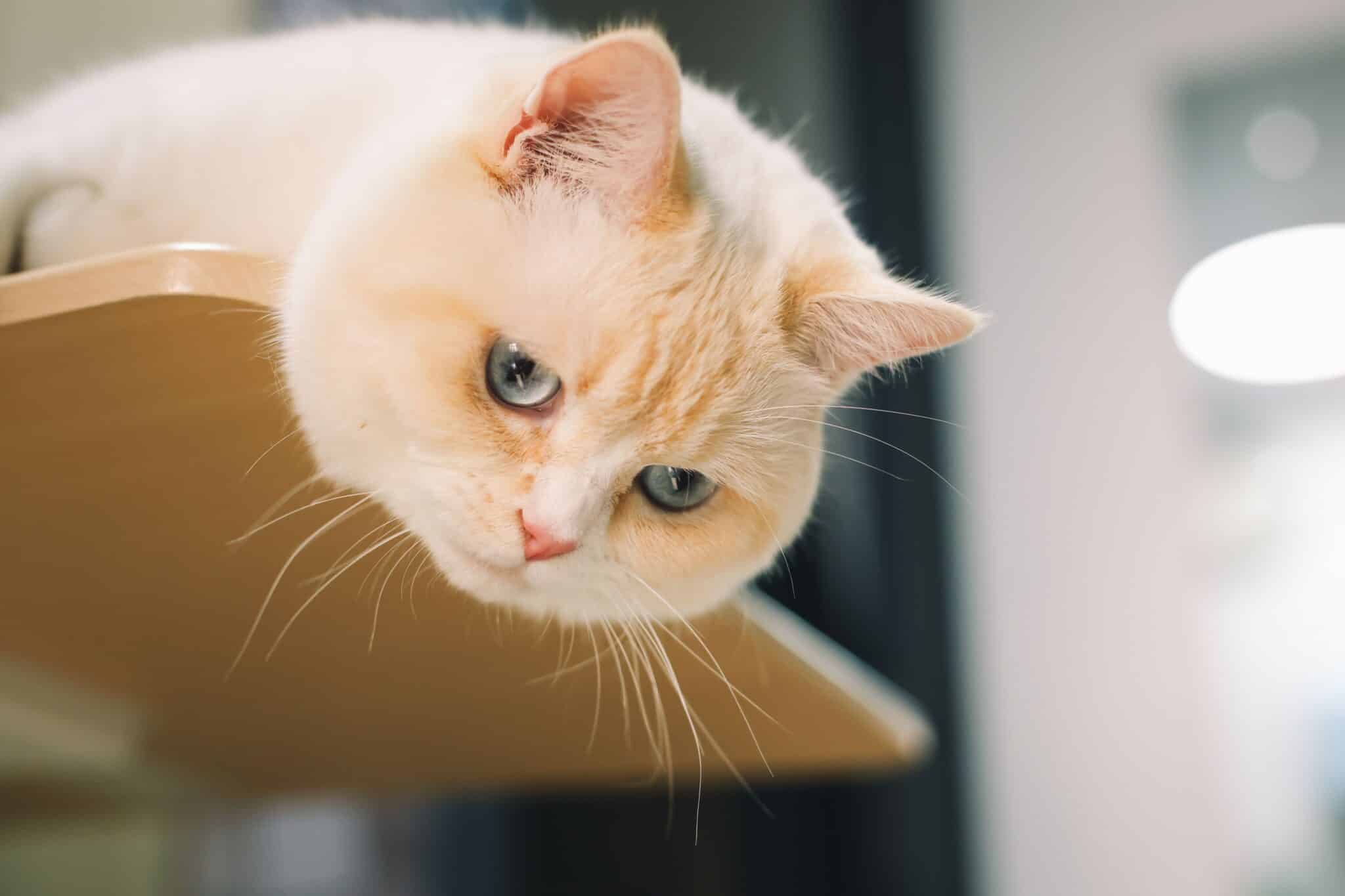 A brown tabby cat sitting upright on a tall indoor perch overlooking the living room.