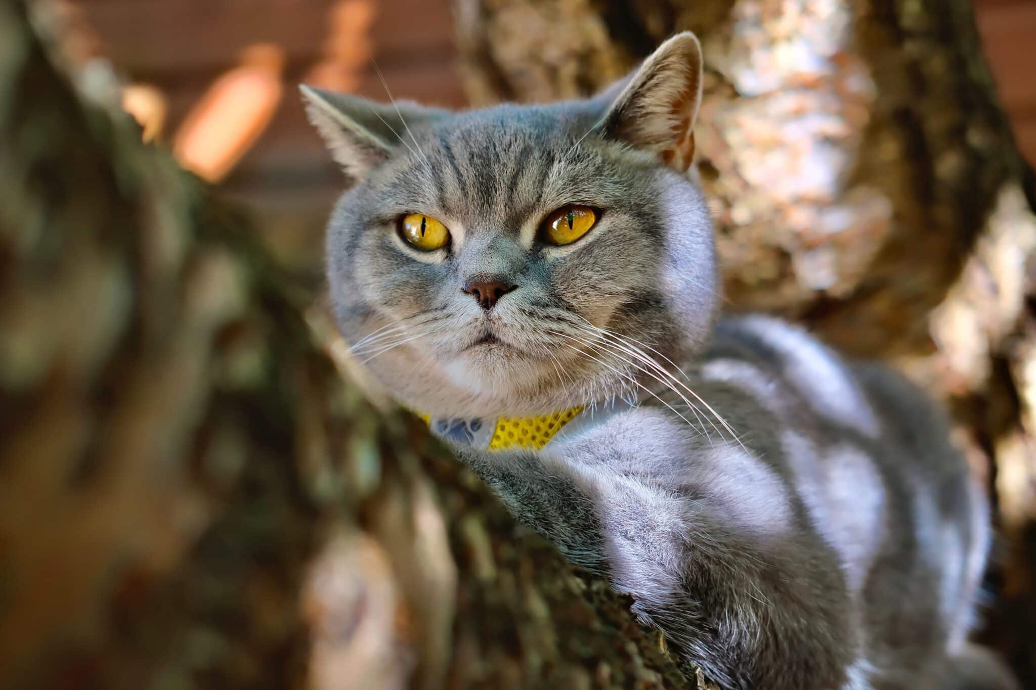 Fluffy cat looking peacefully content and ready for a cozy autumn day.
