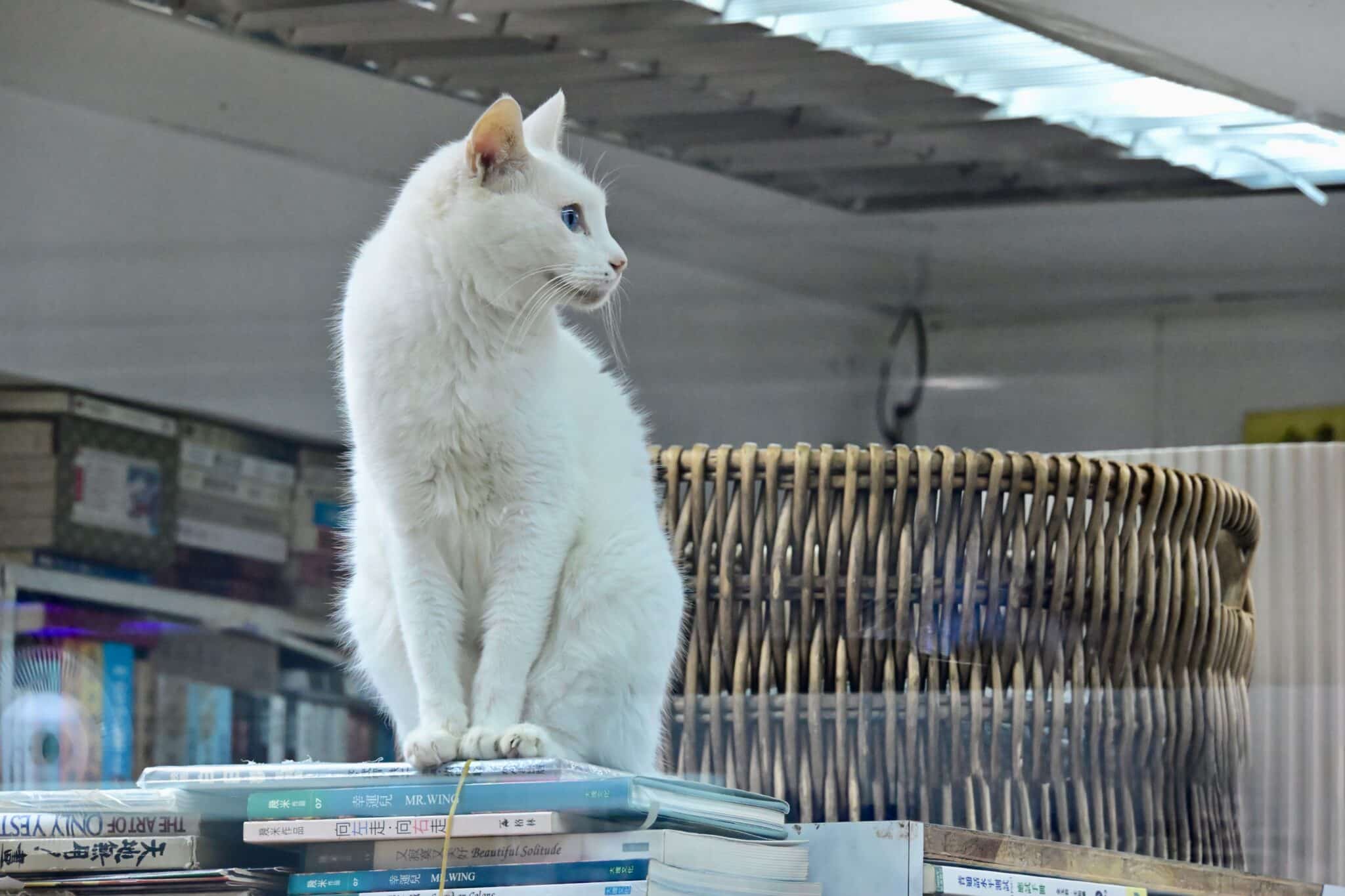 11 Reasons Your Cat Likes To Sit Above Everyone