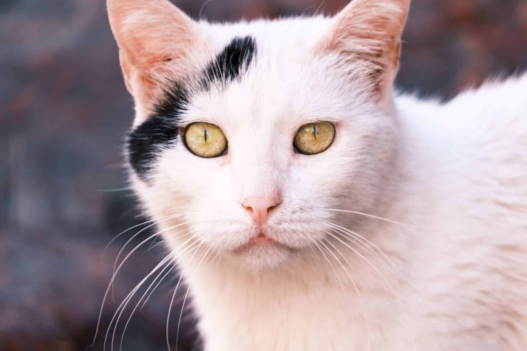 A black-and-white cat looking toward its person with relaxed eyes during a quiet moment.