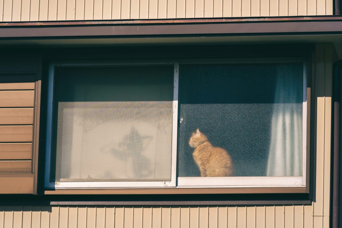 An orange tabby cat stretched across a sunny patch of floor beside a window.
