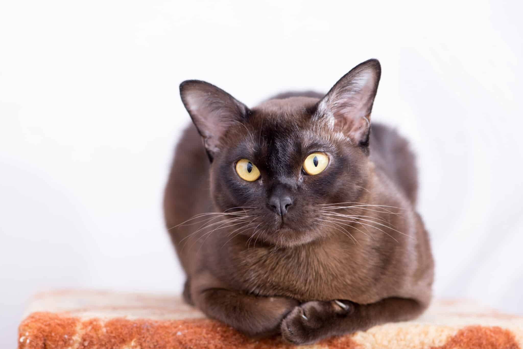 A sleek sable Burmese cat with golden eyes leaning affectionately against their owner's arm.