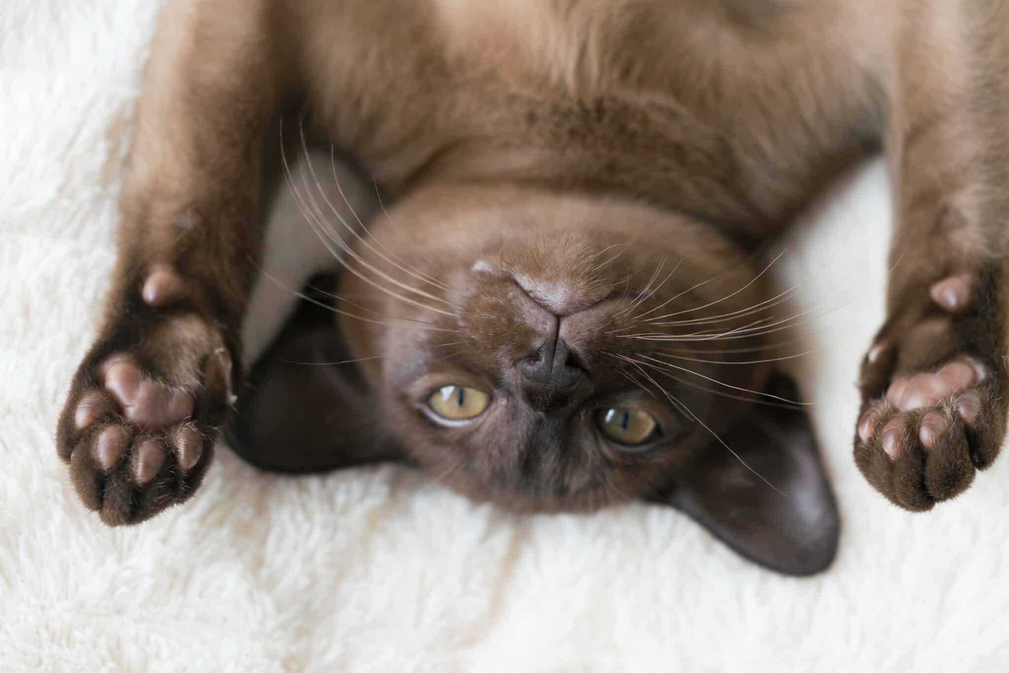 A Burmese Cat stretching up against a chair to investigate a dangling toy.