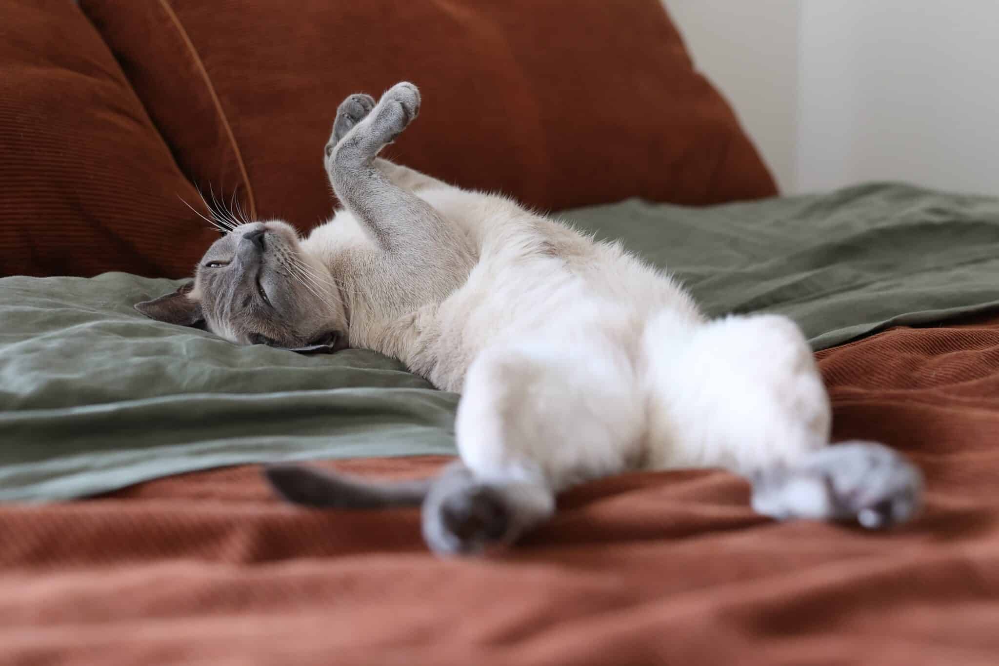 A Tonkinese cat with aqua-colored eyes and a soft mink-patterned coat sitting beside their owner.
