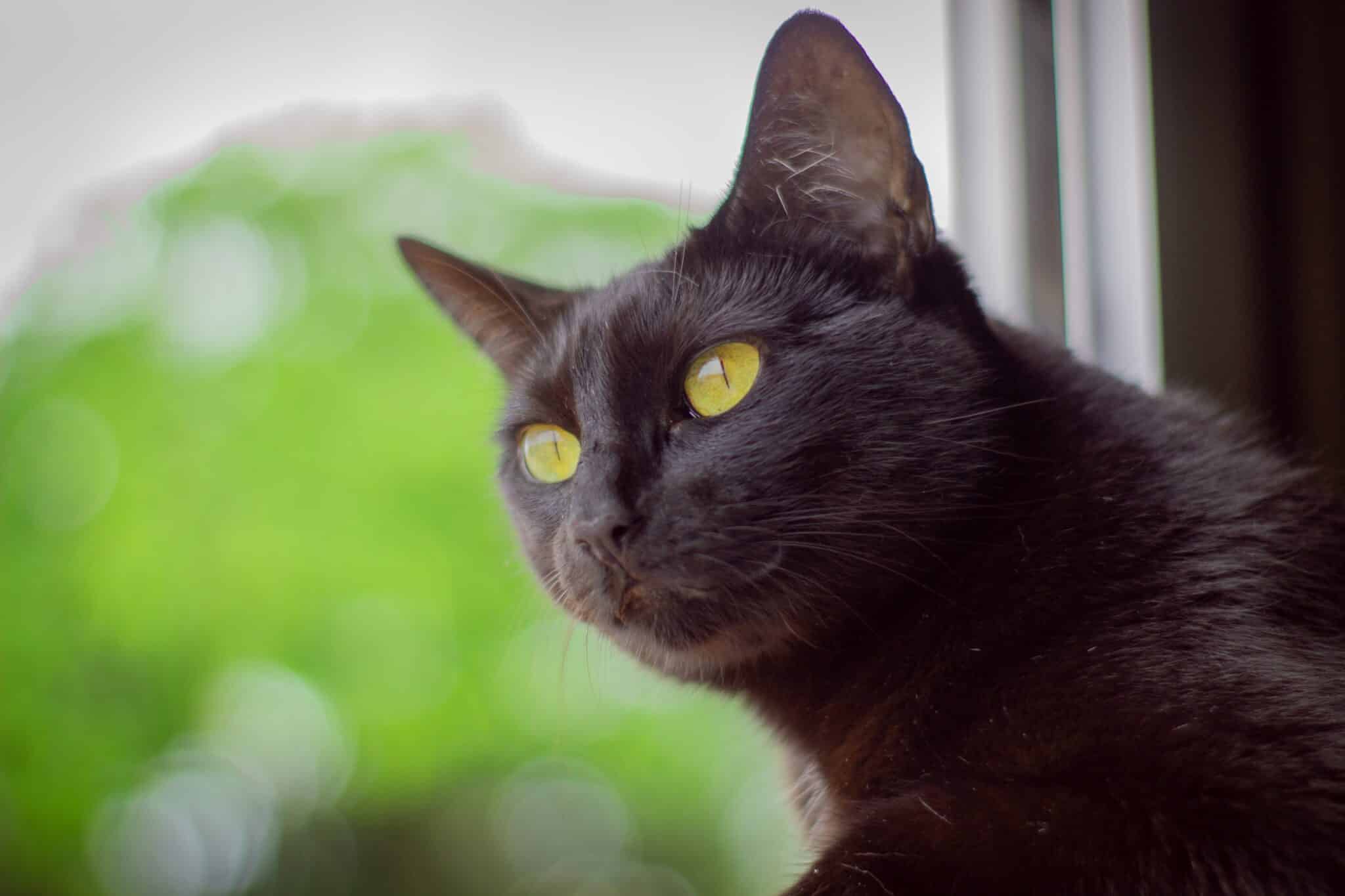 A healthy black cat resting peacefully on a windowsill in warm sunlight.