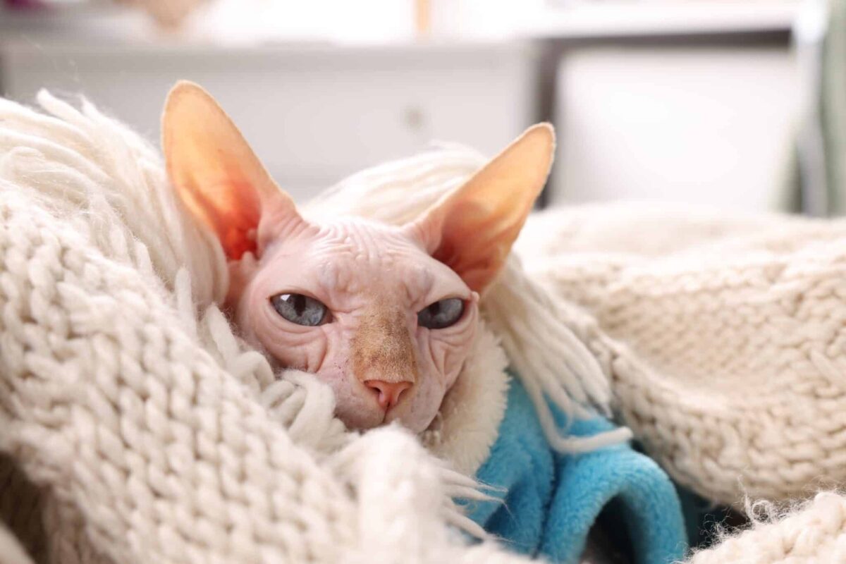 A Sphynx Cat playfully reaching for a toy while standing on a soft blanket.