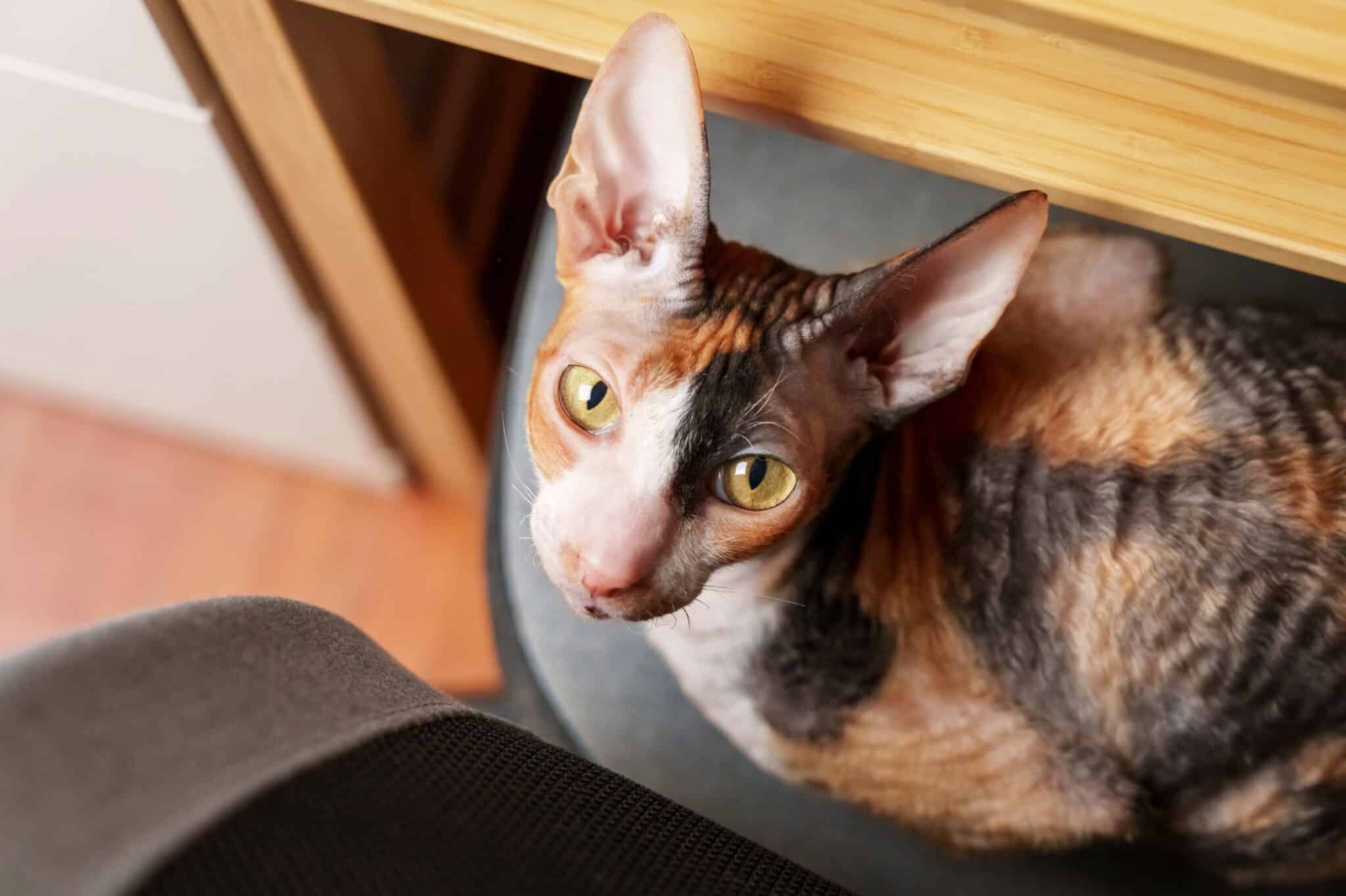 A Cornish Rex Cat with a slender body and wavy coat crouching inside a cardboard box ready to play.