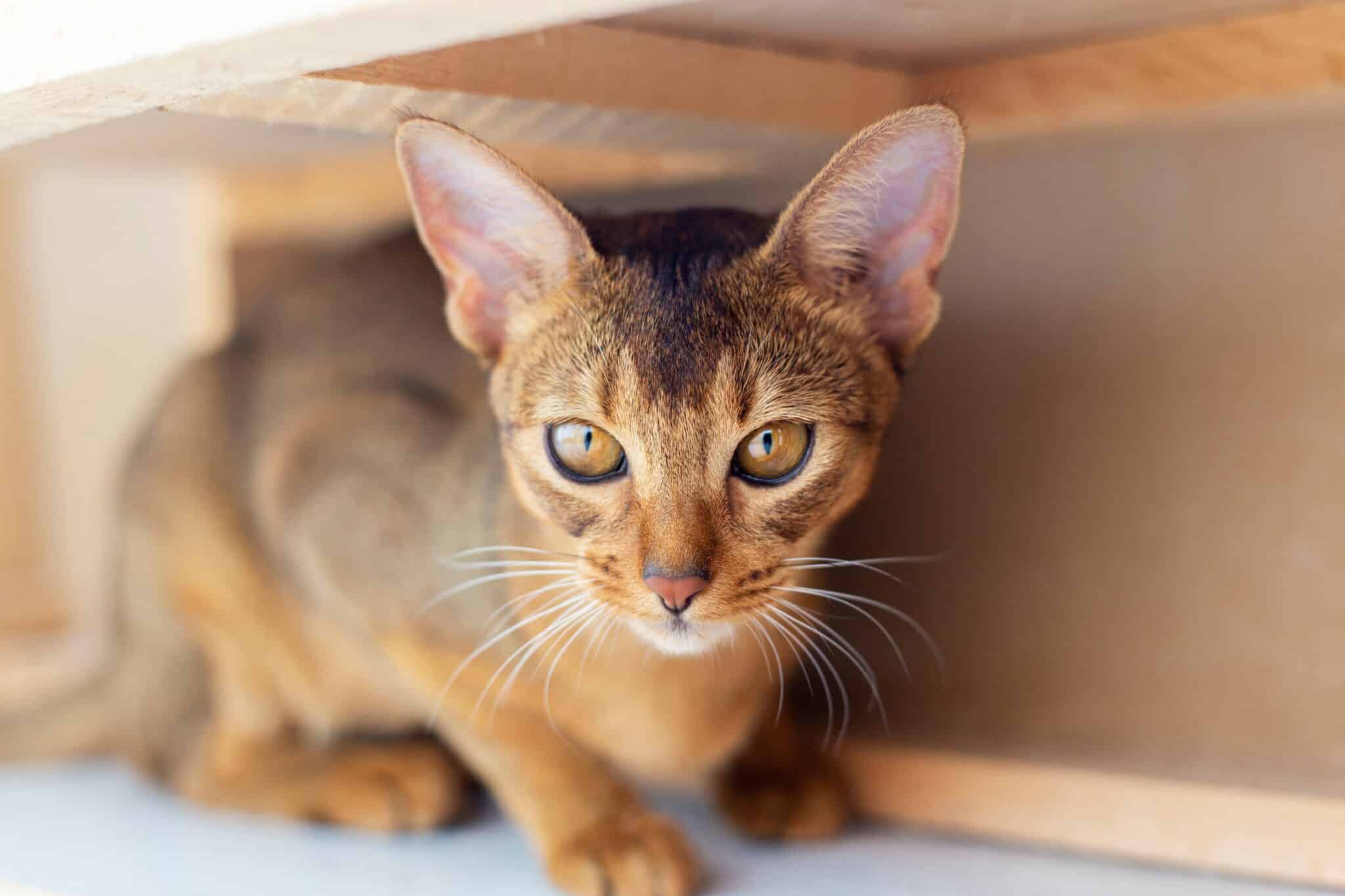 An Abyssinian Cat standing with its front paws inside a cardboard box and its ears pointed forward.