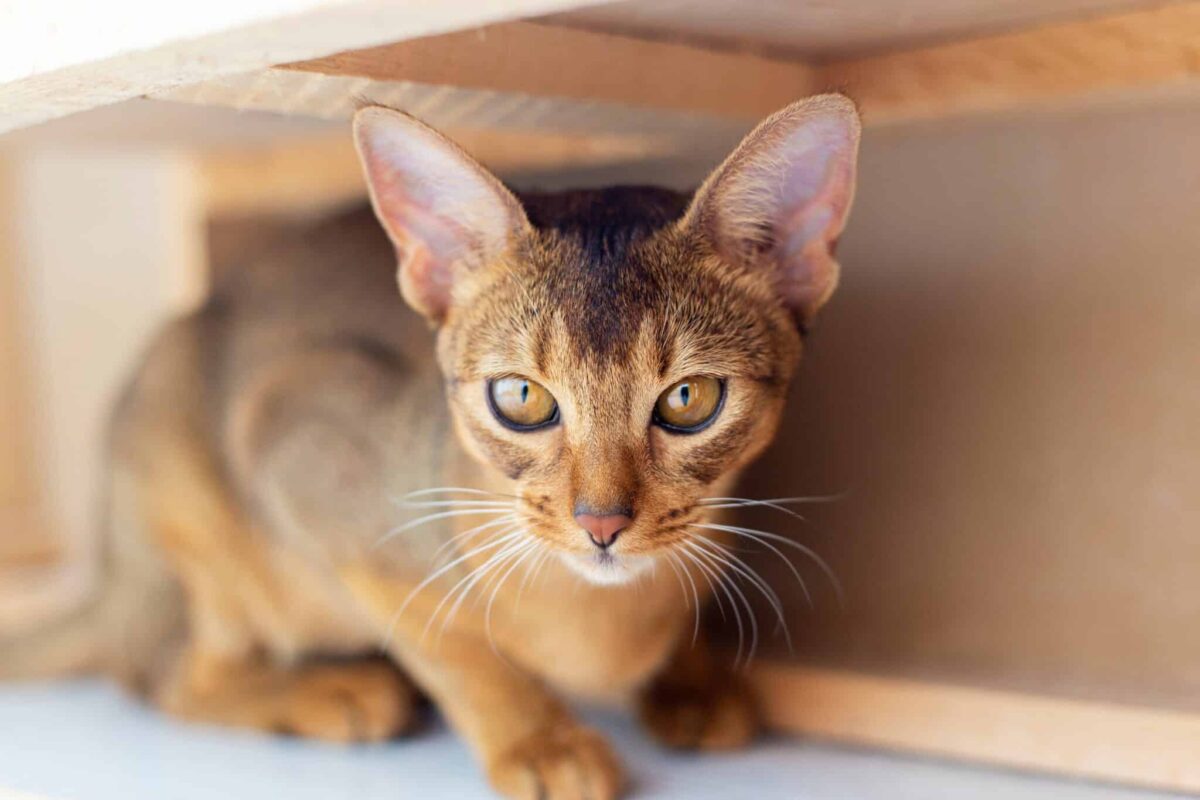 An Abyssinian Cat perched on a cat tree while reaching toward a dangling toy.