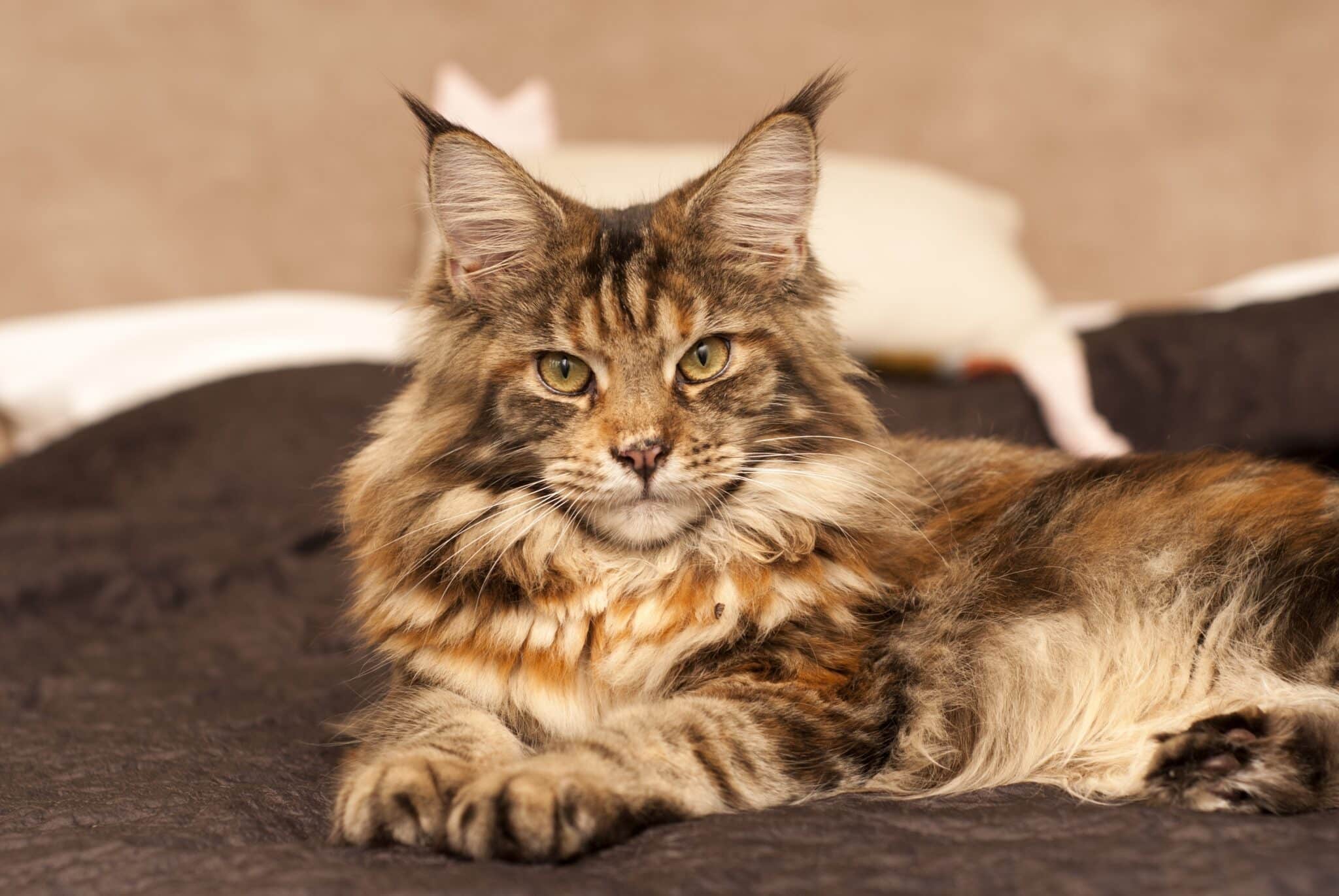 A Maine Coon Cat curled up at the foot of a bed while looking calmly toward their sleeping person.
