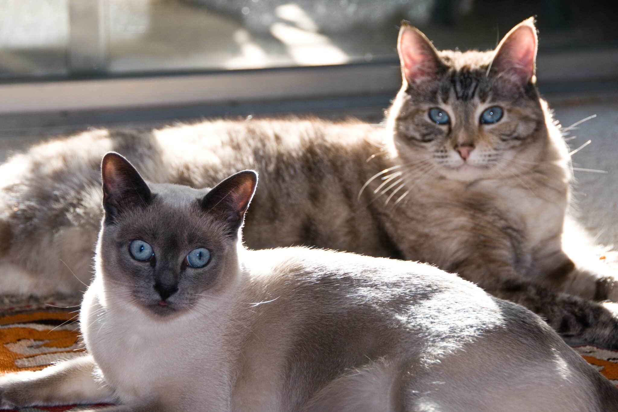 Tonkinese cat with bright eyes and a friendly expression full of playful warmth.