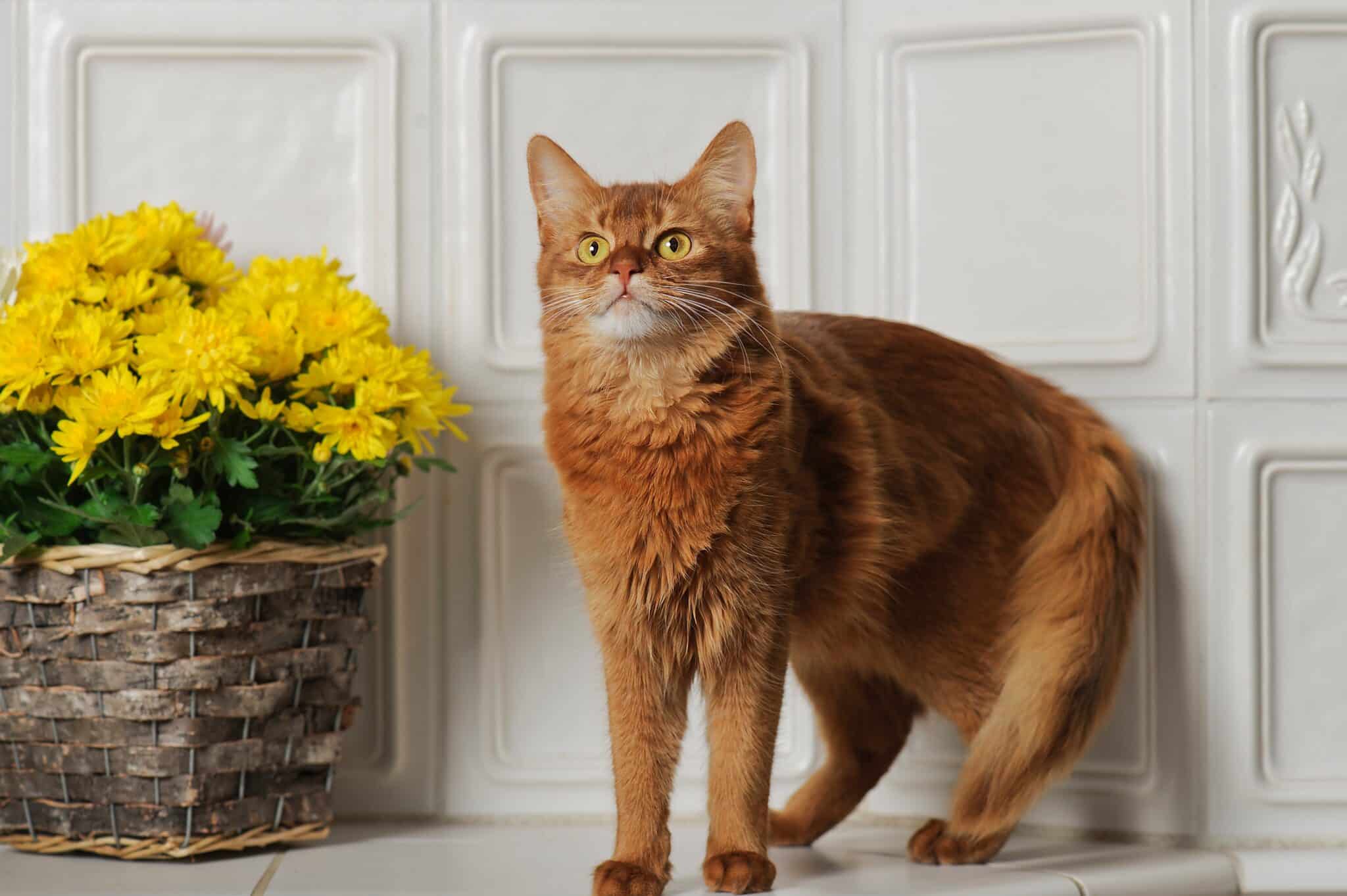 A Somali Cat with a fluffy ruddy coat and bushy tail sitting alert beside a cat toy.