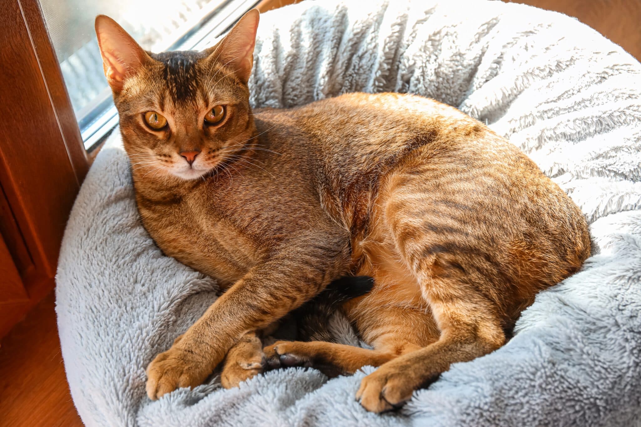 A confident cat on a living room looking directly at the camera.