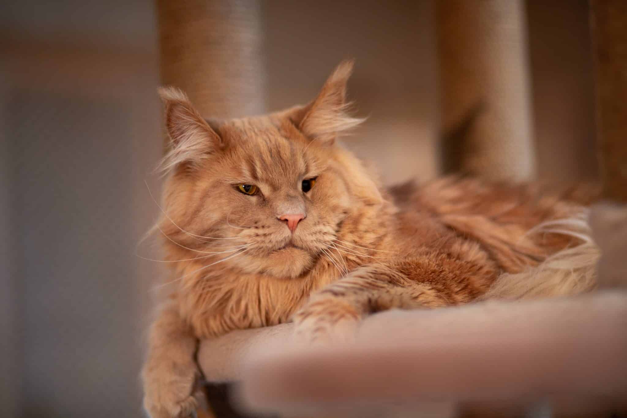 A brown tabby Maine Coon with tufted ears sitting calmly beside their owner.