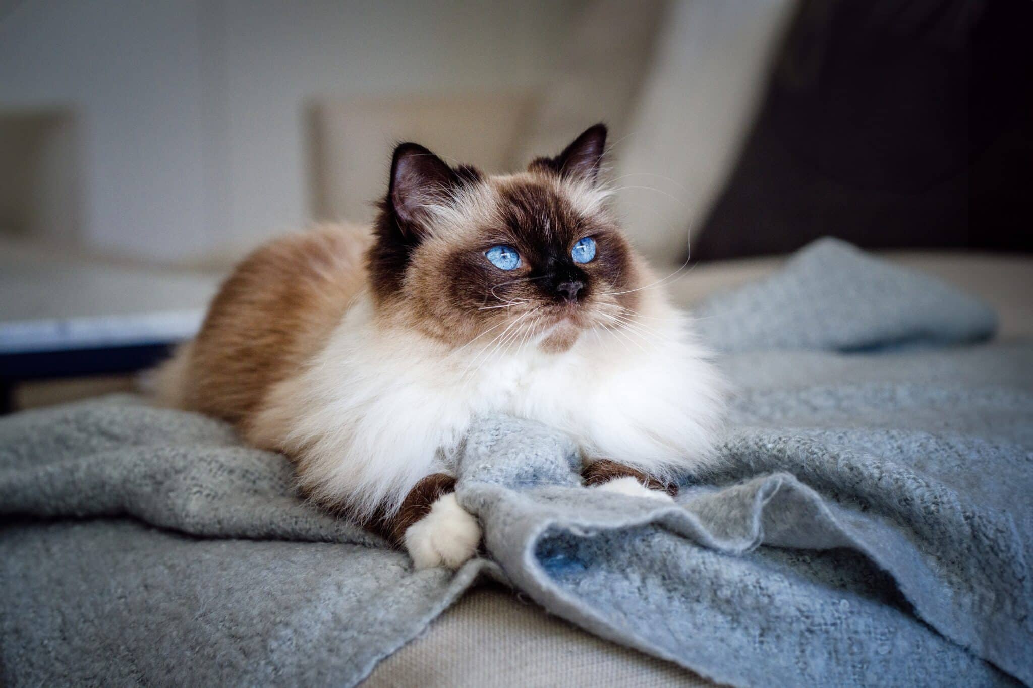 A Birman Cat with blue eyes, a colorpoint coat, and white paws resting beside a stack of books.