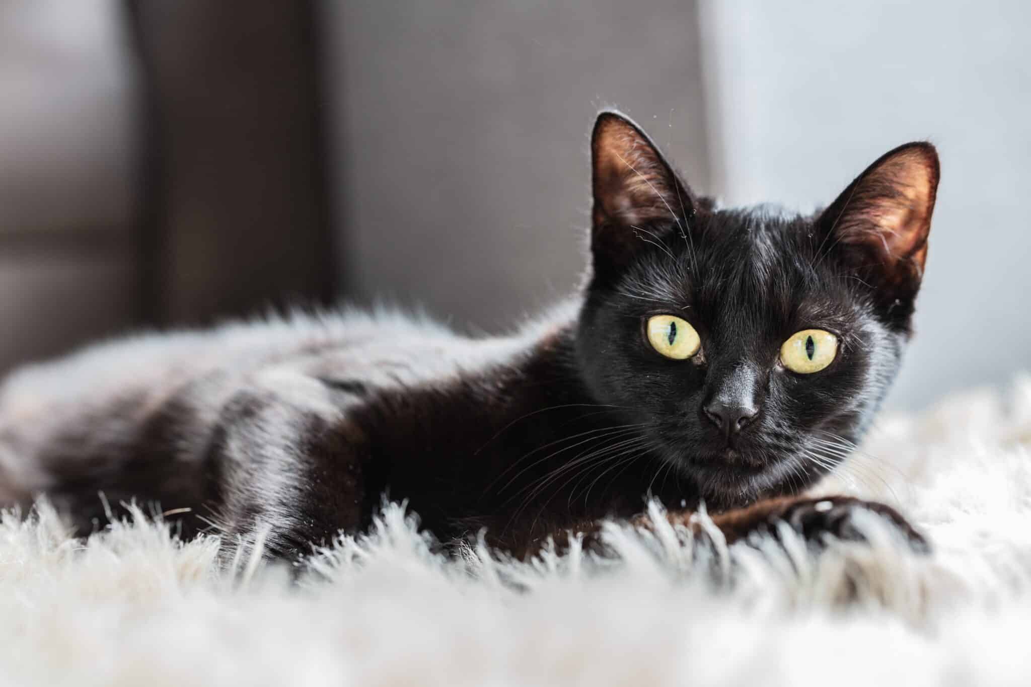 A sleek black cat with luminous golden eyes sitting against a dark background.