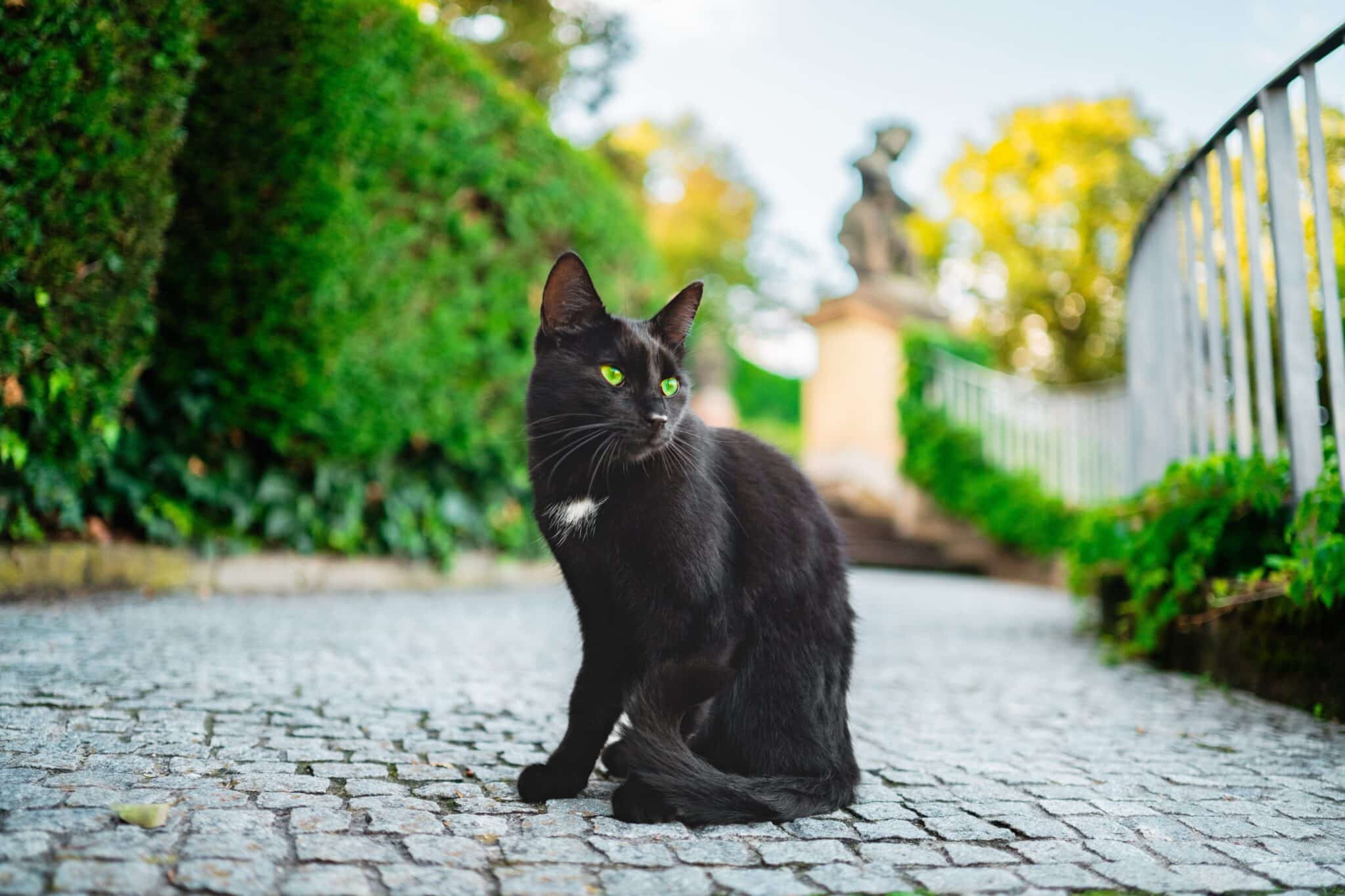 A black cat walking across the floor of a dimly lit medieval stone building.