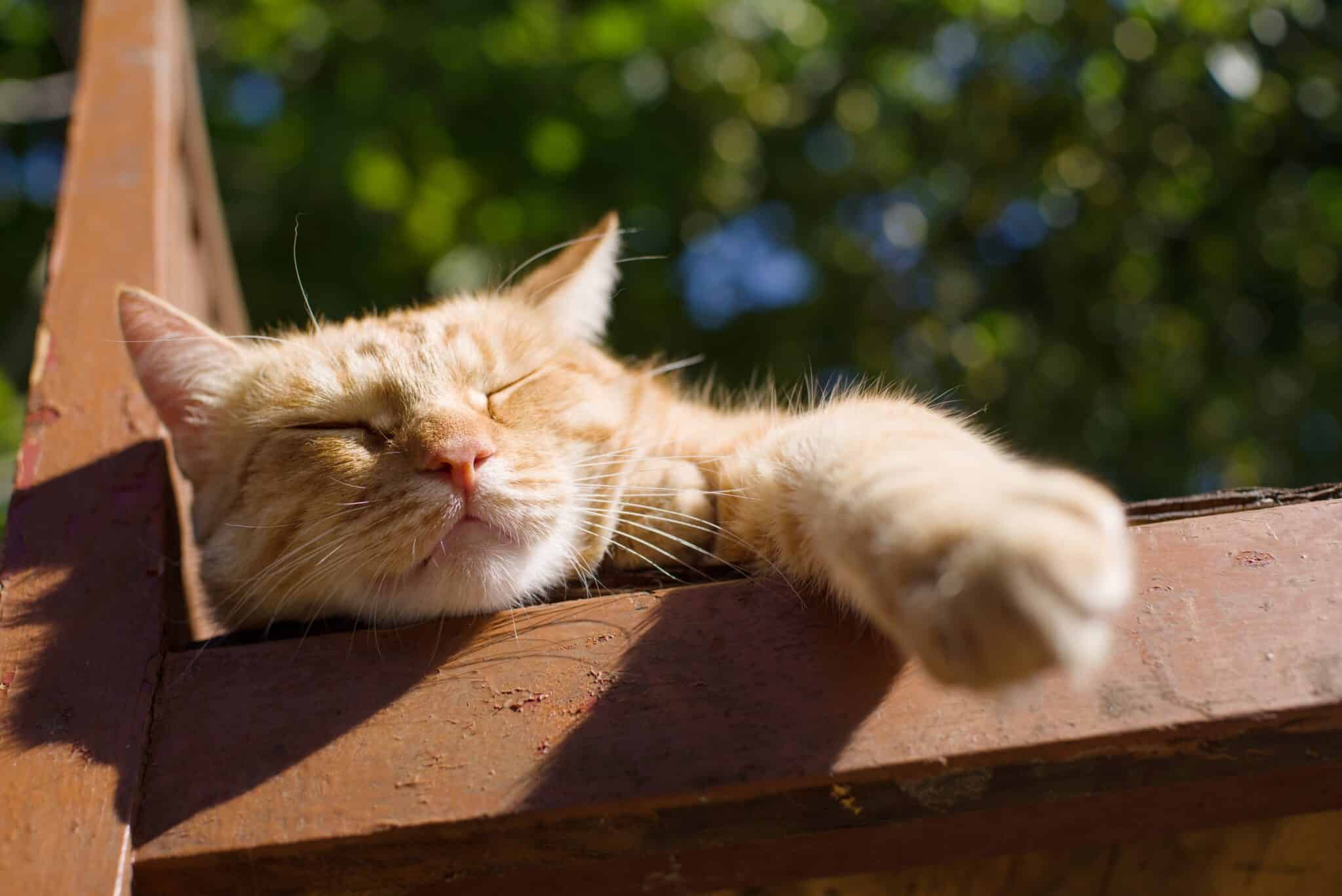 A domestic cat resting on a sunlit rock outdoors.
