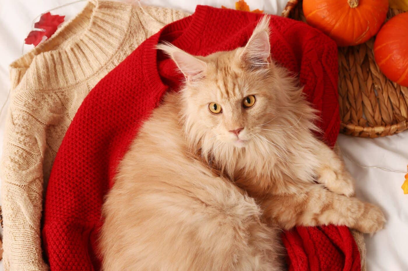 A fluffy Maine Coon leaning toward their owner with an affectionate expression and tufted ears.