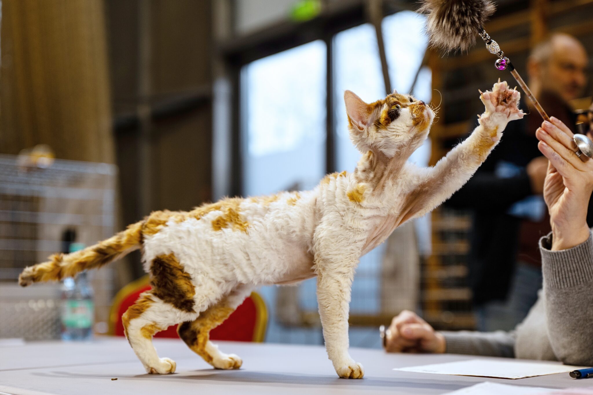 A Cornish Rex Cat reaching toward an interactive toy with an energetic posture.