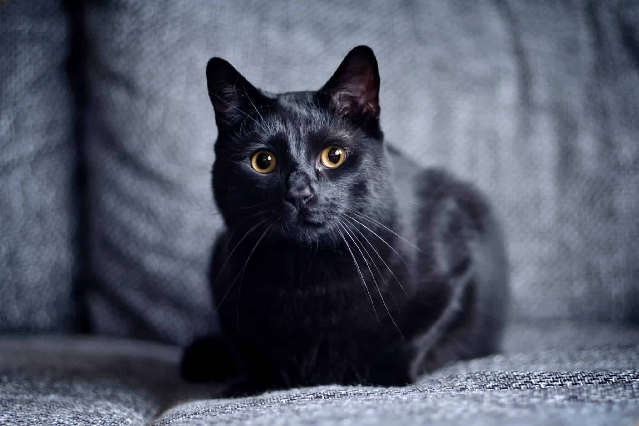 A black shelter cat sitting calmly inside a comfortable enclosure and looking toward the camera.
