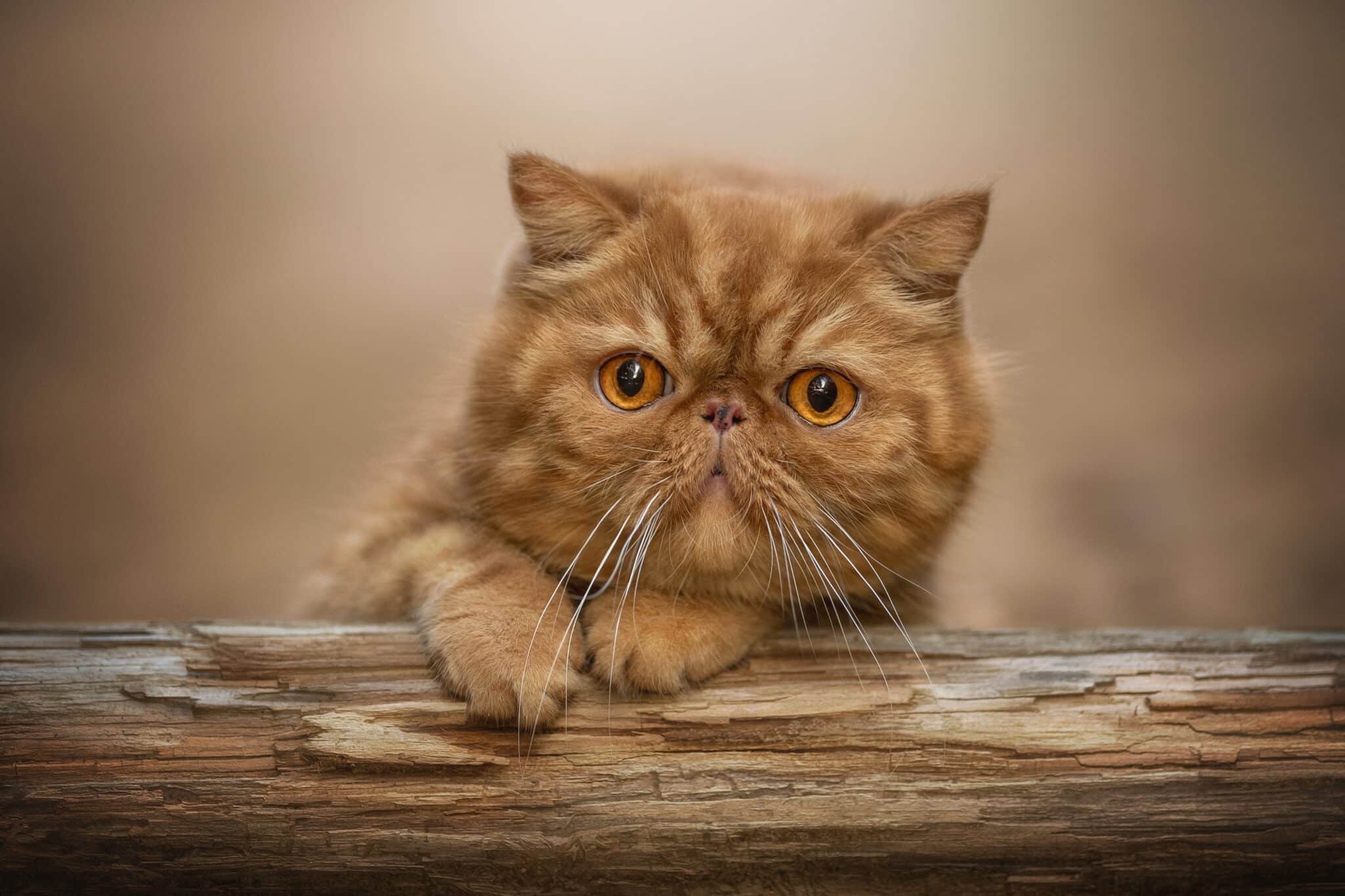 An Exotic Shorthair cat with a round face, large copper eyes, and a plush cream coat resting on a sofa.