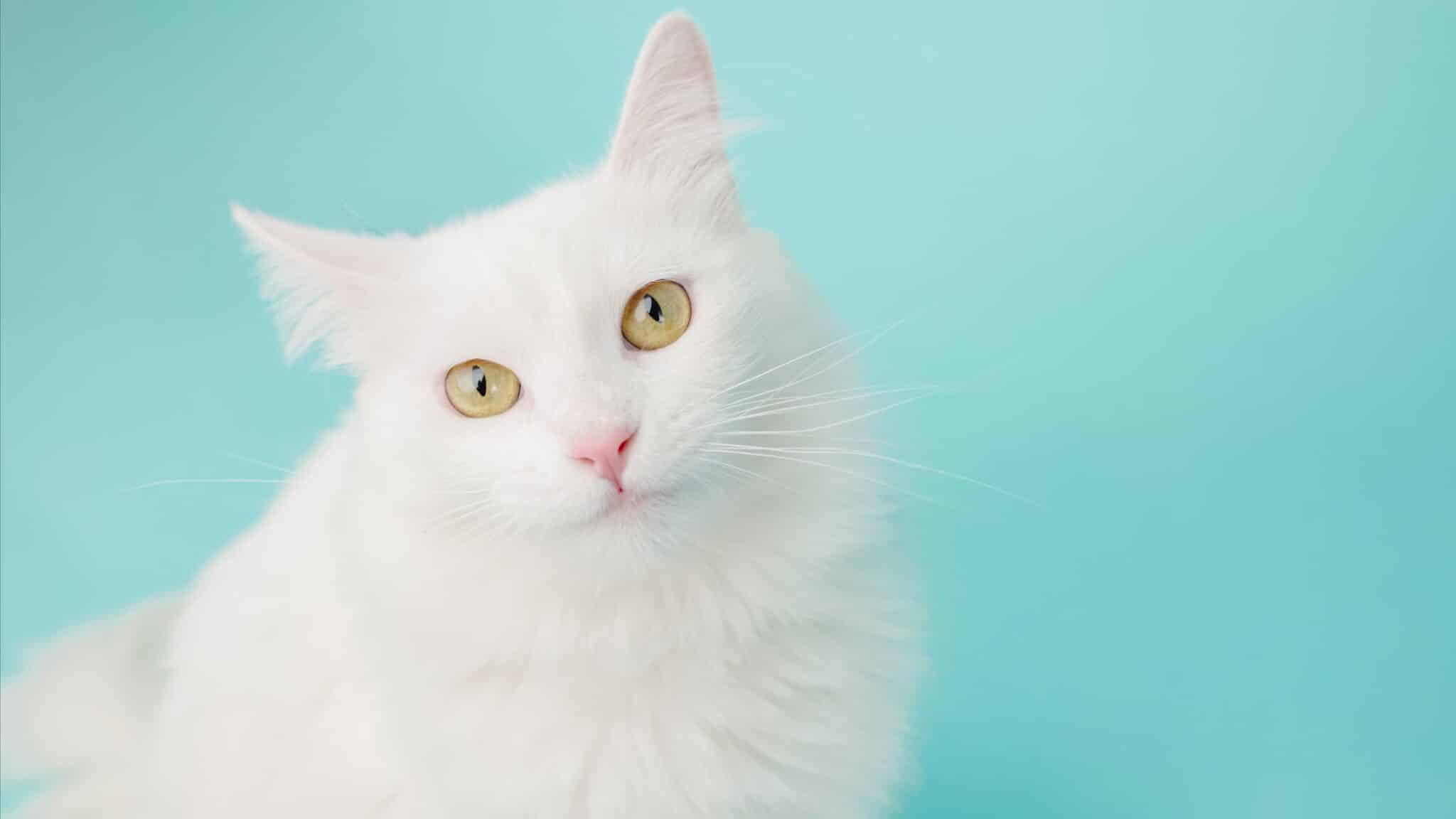 A fluffy long-haired cat sitting proudly indoors with an alert expression and its full coat clearly visible.