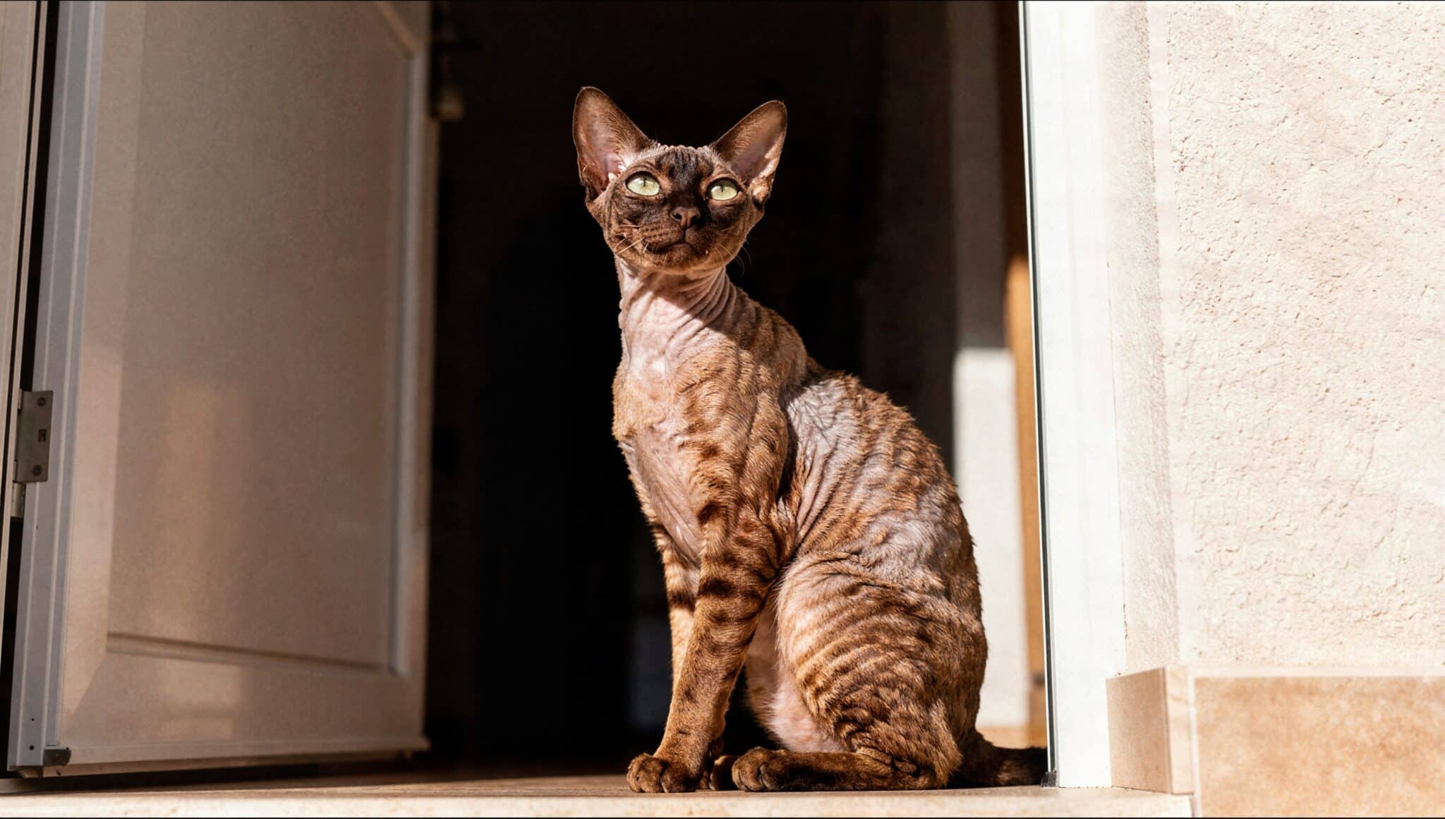 A Cornish Rex Cat with a short, curly coat trotting toward its owner near the doorway.