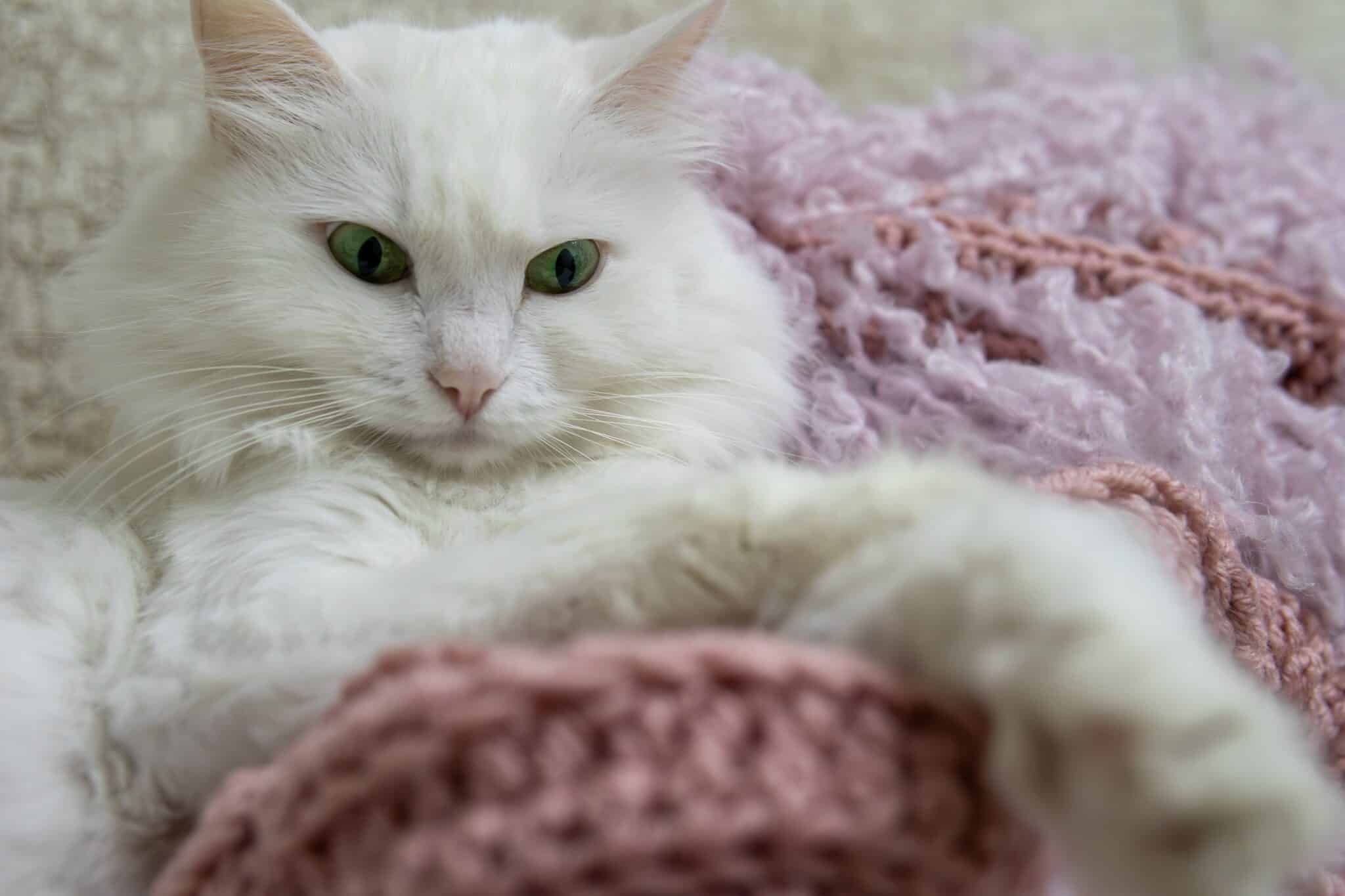 A Turkish Angora Cat perched on a high piece of furniture, watching a toy below with focused attention.