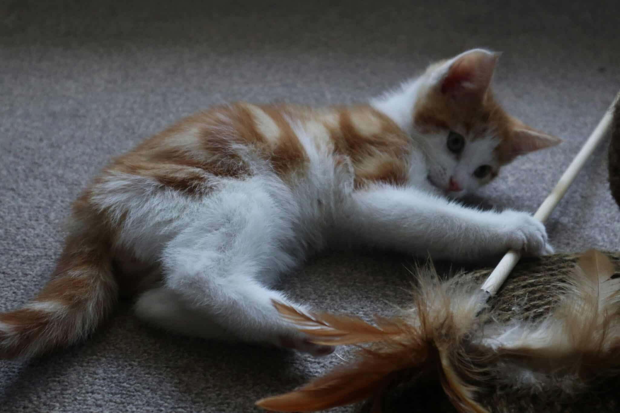 A relaxed black cat playing with a feather wand beside a safely placed Halloween decoration.