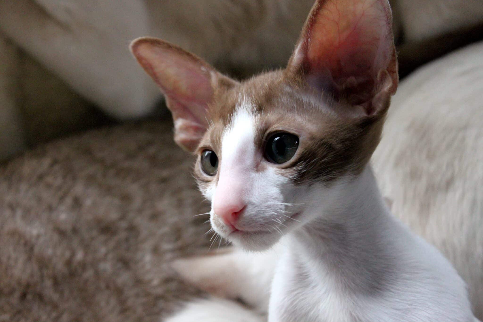 An Oriental Shorthair Cat reaching toward a partially opened cabinet with its long ears pointed forward.
