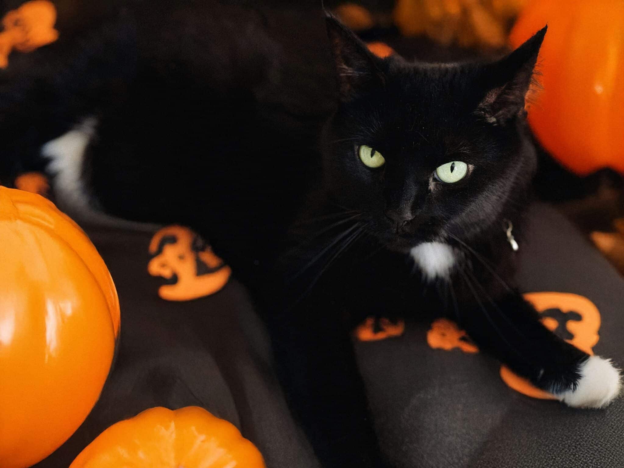 A black cat sitting beside an orange pumpkin with a simple Halloween decoration nearby.